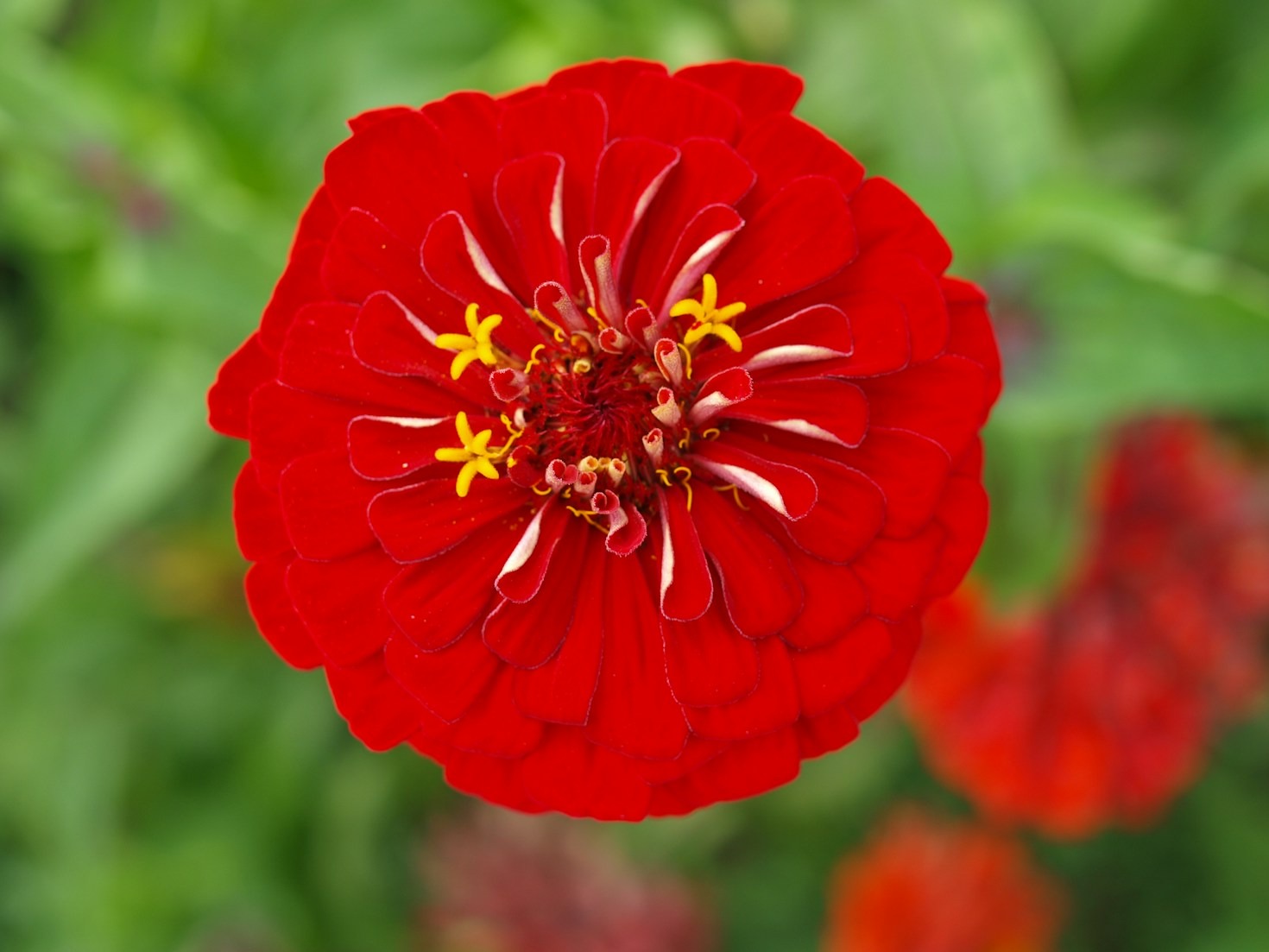 The Benefits of Organic Gardening for Your Family