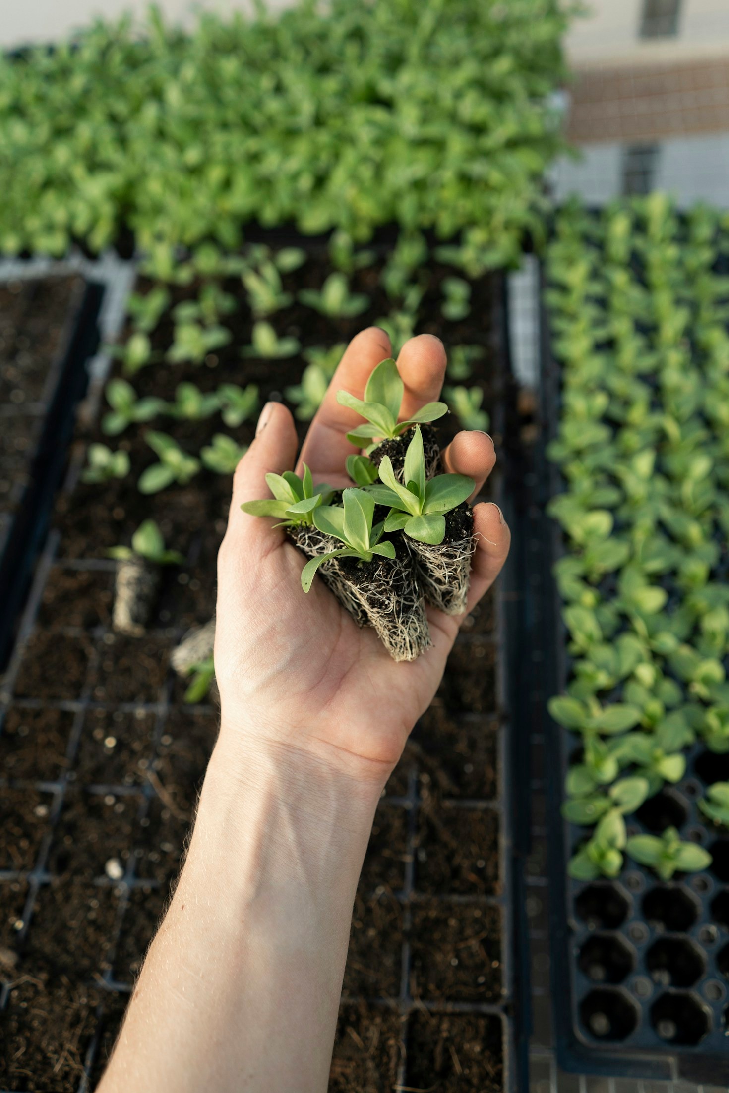 How to Prepare the Perfect Soil for Organic Plants