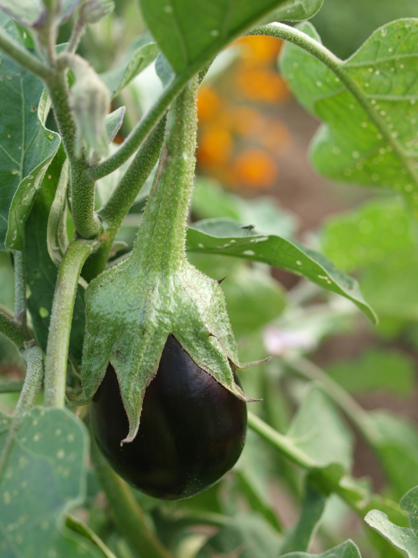 Top 5 Natural Pest Control Methods for Gardeners