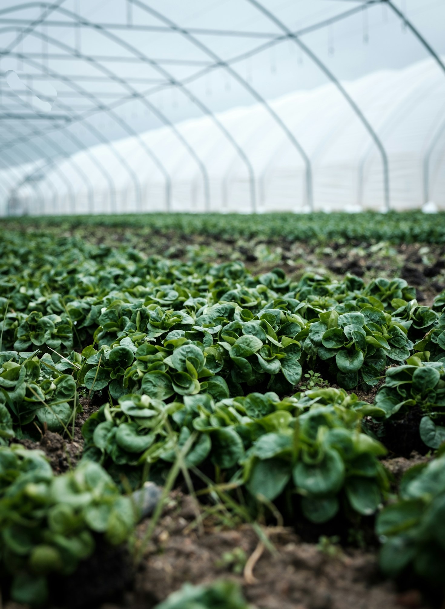 Harvesting Tips for Fresh, Pesticide-Free Produce